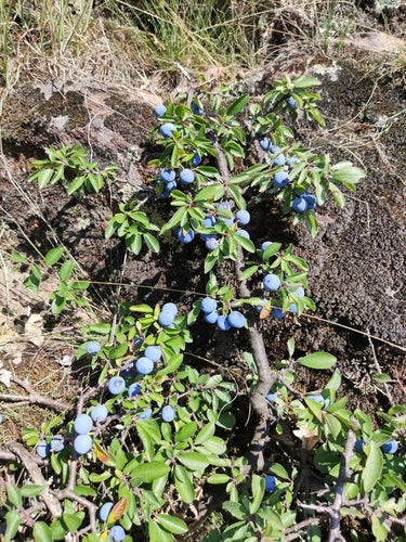 Schlehen — Bild 5