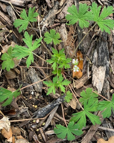 Schlitzblättriger Storchschnabel — Bild 3 von 9