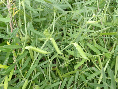 Schmalblättrige Wicke — Bild 3