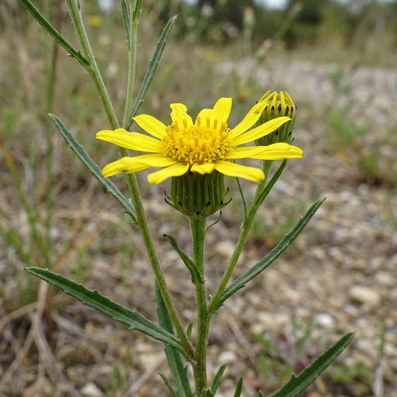 Schmalblättriges Greiskraut (Senecio inaequidens), KI-Illustration