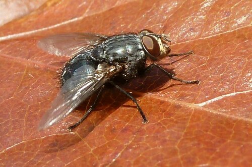 Schmeißfliege — Bild 4