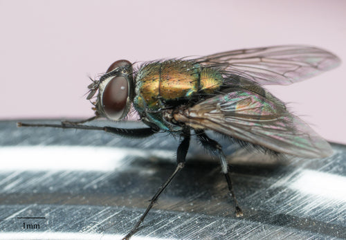 Schmeißfliegen — Bild 2