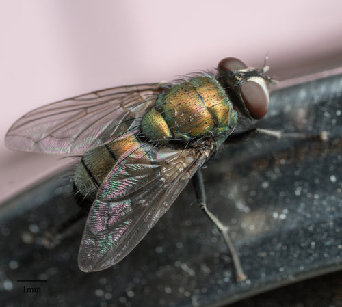 Schmeißfliegen — Bild 1