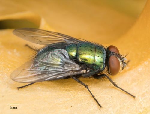 Schmeißfliegen — Bild 3