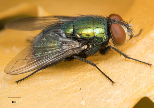 Schmeißfliegen — Bild 4