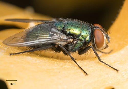 Schmeißfliegen — Bild 5