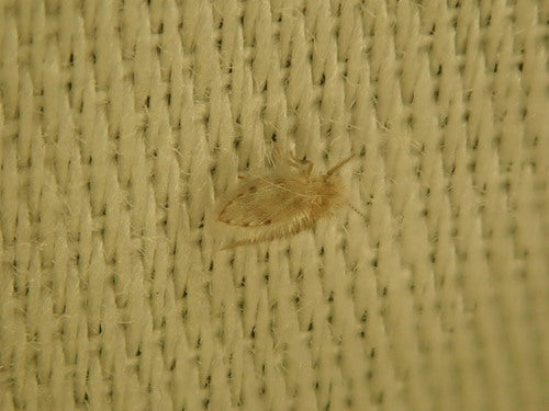 Schmetterlingsmücke — Bild 5