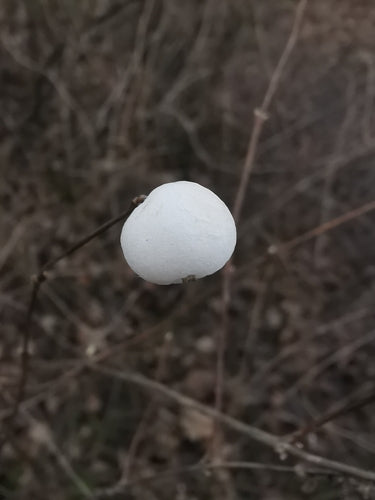 Schneebeere — Bild 4
