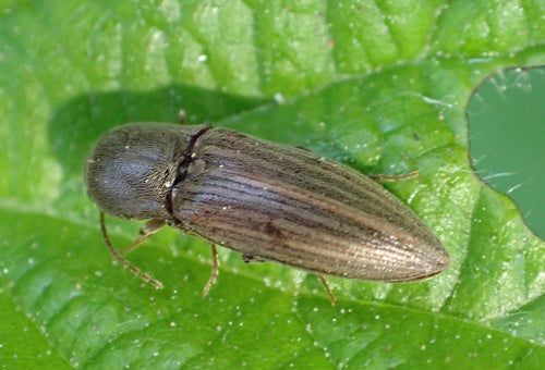 Schnellkäfer (Gattung Agriotes) — Bild 4 von 11