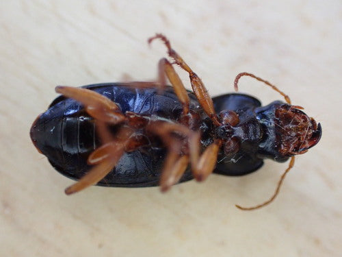 Schnellläufer Käfer — Bild 2