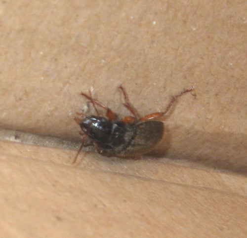 Schnellläufer Käfer — Bild 5