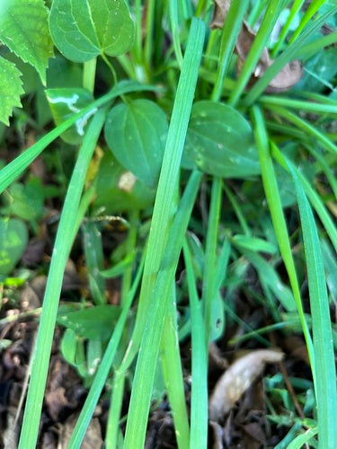 Schnittknoblauch — Bild 5