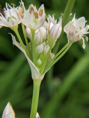 Schnittknoblauch — Bild 3