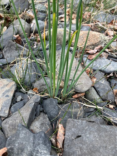 Schnittlauch — Bild 5
