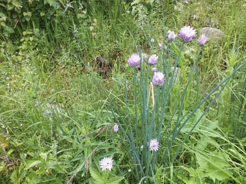 Schnittlauch — Bild 4