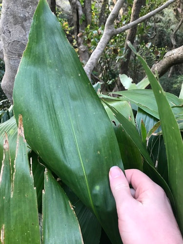Schusterpalme  Silberkraft