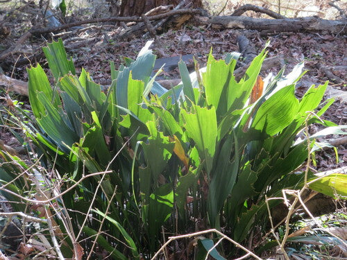 Schusterpalme  Silberkraft
