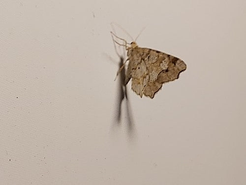 Schwärzepilze — Bild 3