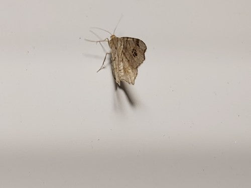 Schwärzepilze — Bild 4