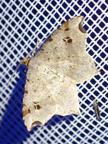 Schwärzepilze — Bild 3