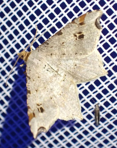 Schwärzepilze — Bild 4