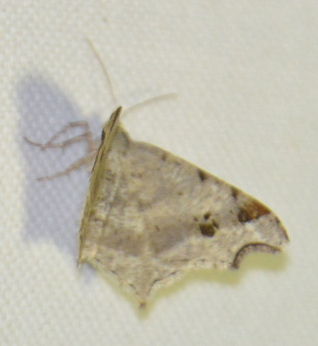 Schwärzepilze — Bild 1