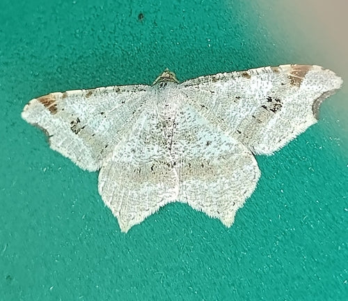 Schwärzepilze — Bild 2