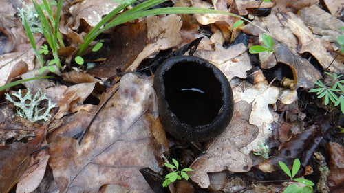 Schwärzeschimmel — Bild 6