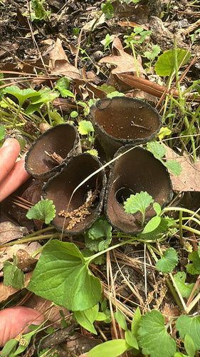 Schwärzeschimmel — Bild 3