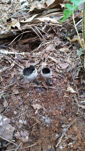 Schwärzeschimmel — Bild 2