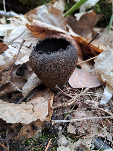 Schwärzeschimmel — Bild 4