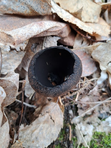 Schwärzeschimmel — Bild 5