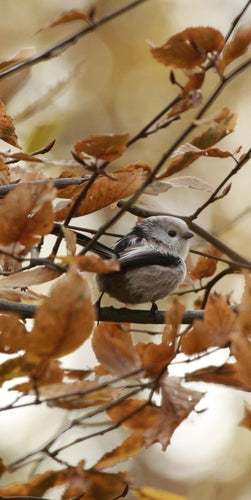 Schwanzmeise — Bild 4