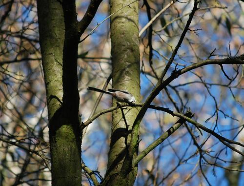 Schwanzmeise — Bild 5