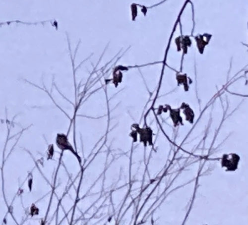 Schwanzmeise — Bild 1