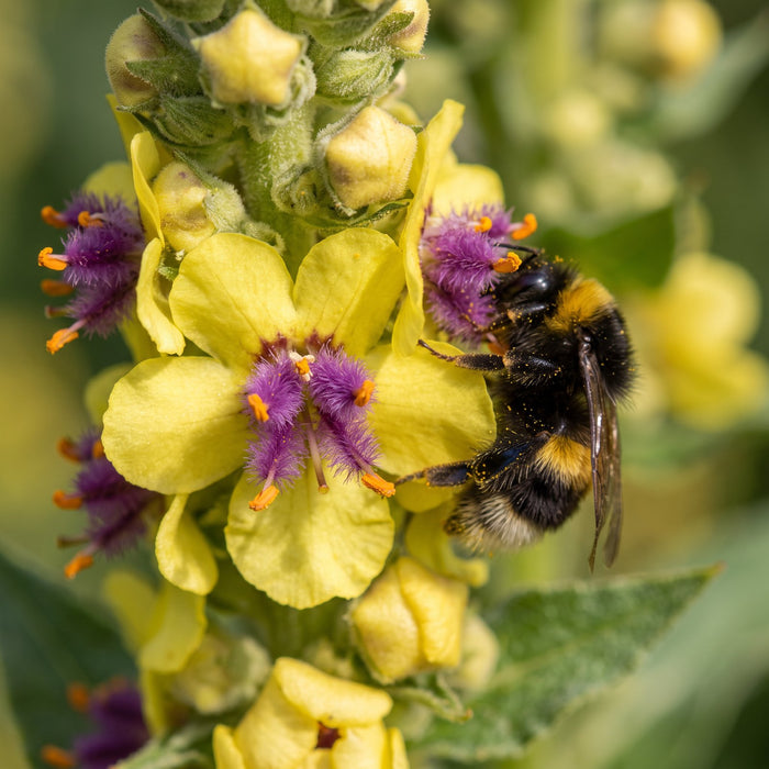 Blüte von Schwarze Königskerze (Verbascum nigrum) in Nahaufnahme (KI-generiert)