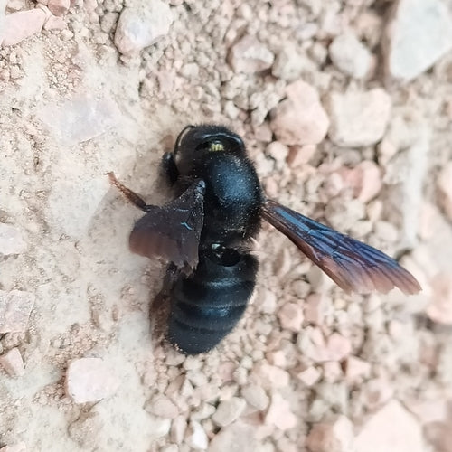 Schwarze Mörtelbiene — Bild 5