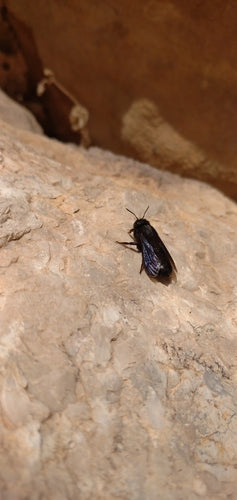 Schwarze Mörtelbiene — Bild 4