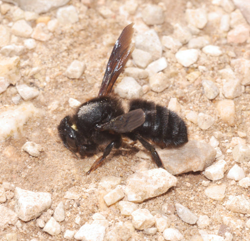 Schwarze Mörtelbiene — Bild 2