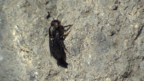 Schwarze Mörtelbiene — Bild 3