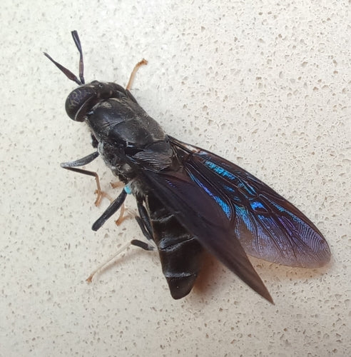 Schwarze Soldatenfliege — Bild 5