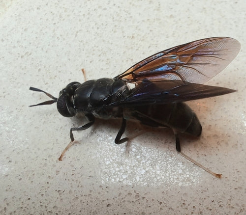 Schwarze Soldatenfliege — Bild 4