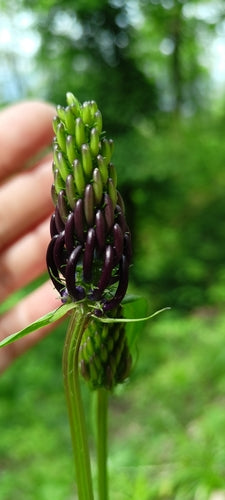 Schwarze Teufelskralle — Bild 3 von 9