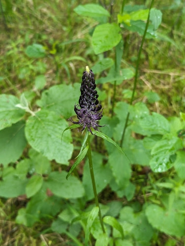 Schwarze Teufelskralle — Bild 2 von 9