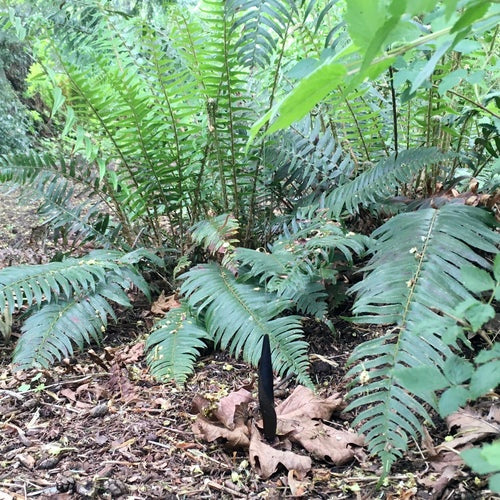 Schwarze Wegschnecke — Bild 3 von 8