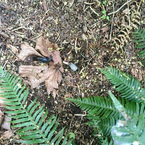 Schwarze Wegschnecke — Bild 2 von 8