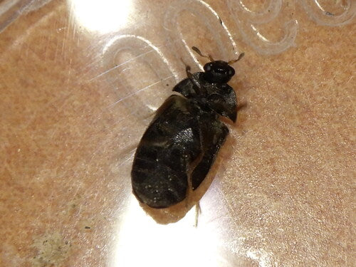 Schwarzer Pelzkäfer — Bild 4