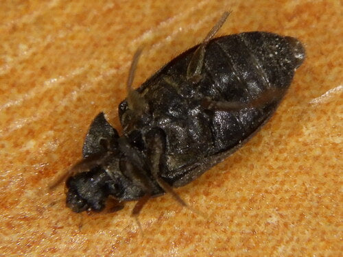 Schwarzer Pelzkäfer — Bild 5