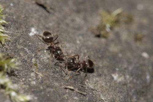 Schwarzgraue Wegameise - Bild 3