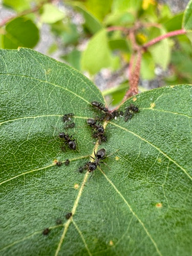 Schwarzgraue Wegameise - Bild 7